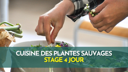 Stage cuisine de plantes sauvages - Fontainebleau