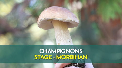 Stage Champignons - Morbihan