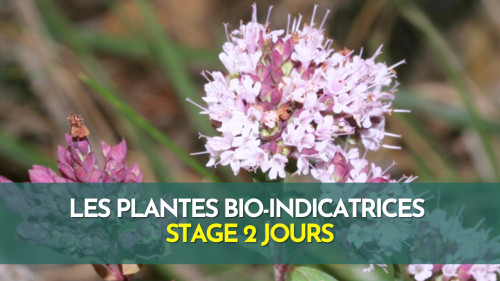 Stage bio-indication par les plantes