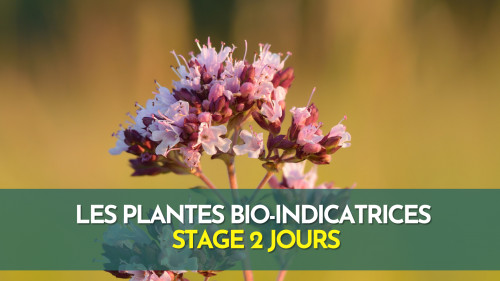 Stage bio-indication par les plantes