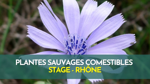 Stage plantes sauvages comestibles - Rhône