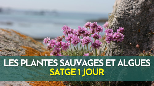 Stage algues et plantes sauvages comestibles - Finistère