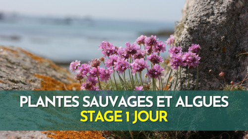 Stage algues et plantes sauvages comestibles - Finistère