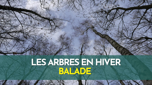 Arbres en hiver