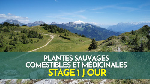 Stage plantes sauvages comestibles - Haute Savoie - Montagne