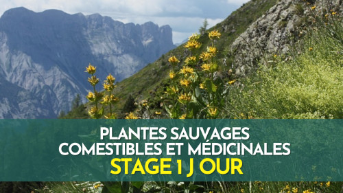 Stage plantes sauvages comestibles - Haute Savoie - Montagne