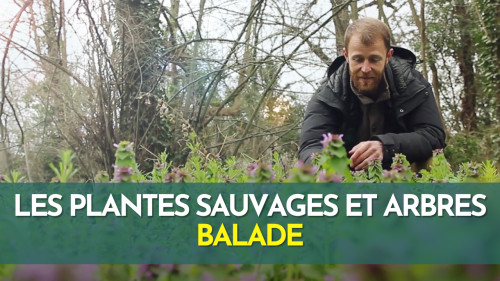 Plantes sauvages et arbres en hiver