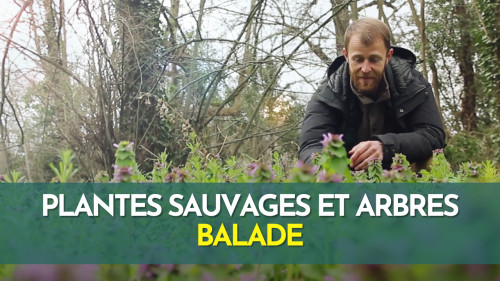 Plantes sauvages et arbres en hiver