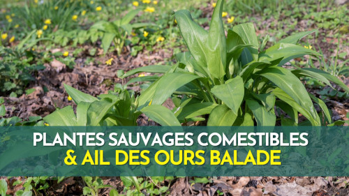 Plantes sauvages comestibles et ail des ours