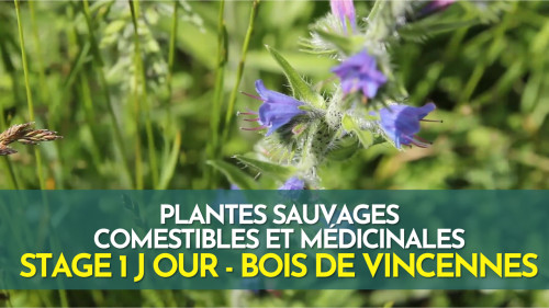 Stage 1 jour plantes sauvages comestibles et médicinales - Vincennes