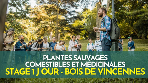 Stage 1 jour plantes sauvages comestibles et médicinales - Vincennes