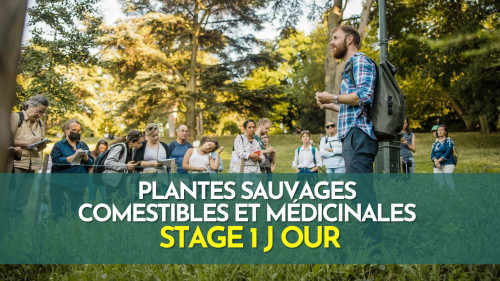Stage 1 jour plantes sauvages comestibles et médicinales - Vincennes