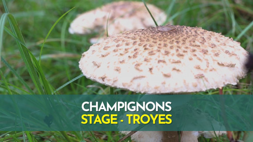 Stage champignons - Troyes