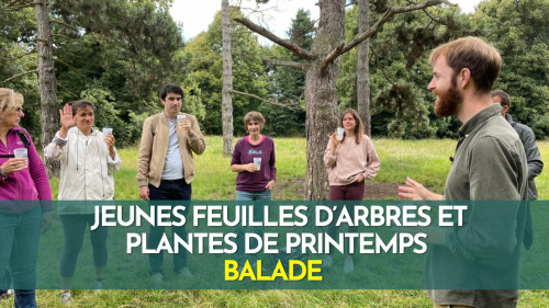 Jeunes feuilles d’arbres et plantes de printemps