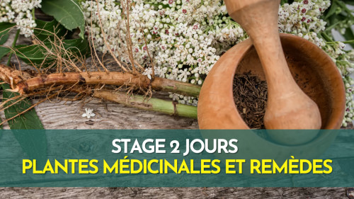 Stage plantes médicinales avec préparation de remèdes