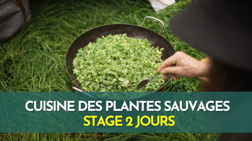 Stage cuisine de plantes sauvages - Parc Saint Cloud