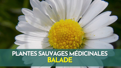 Plantes sauvages médicinales