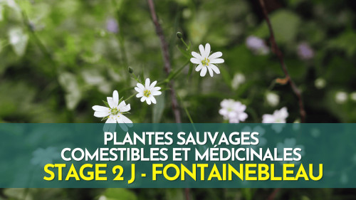 Stage plantes sauvages comestibles et médicinales - Fontainebleau