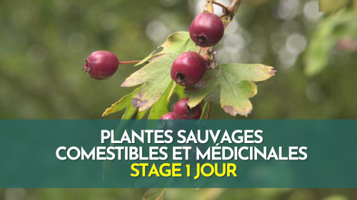 Stage 1 jour plantes sauvages comestibles et médicinales - Morbihan