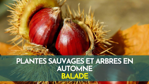 Plantes sauvages et arbres en automne