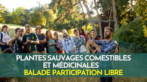 Plantes sauvages comestibles et médicinales - Initiation