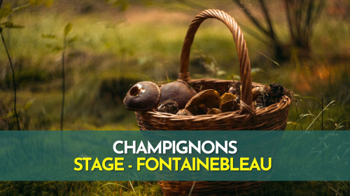 Stage Champignons - Fontainebleau