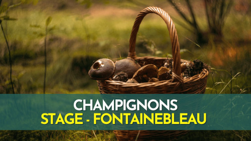 Stage Champignons - Fontainebleau