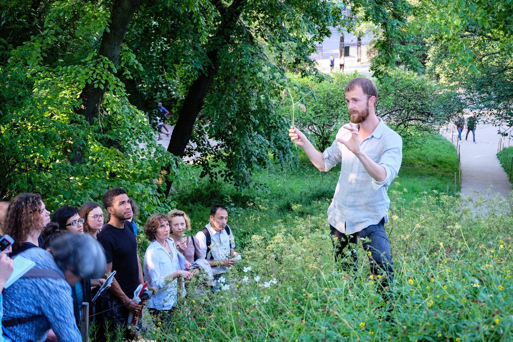 INITIATION - PLANTES SAUVAGES COMESTIBLES ET MÉDICINALES - PARTICIPATION LIBRE