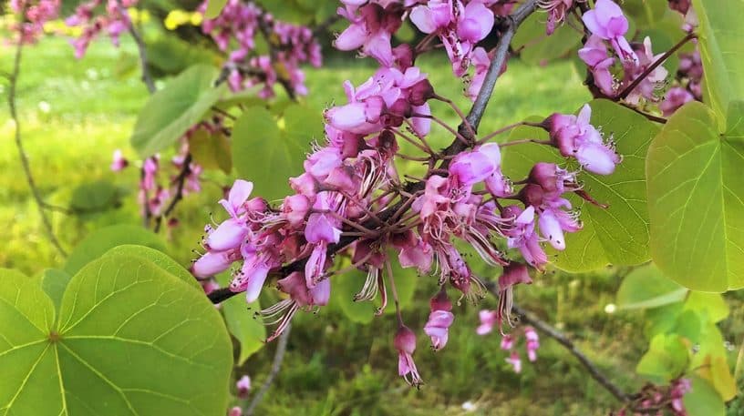 Les fleurs comestibles de l'arbre de Judée