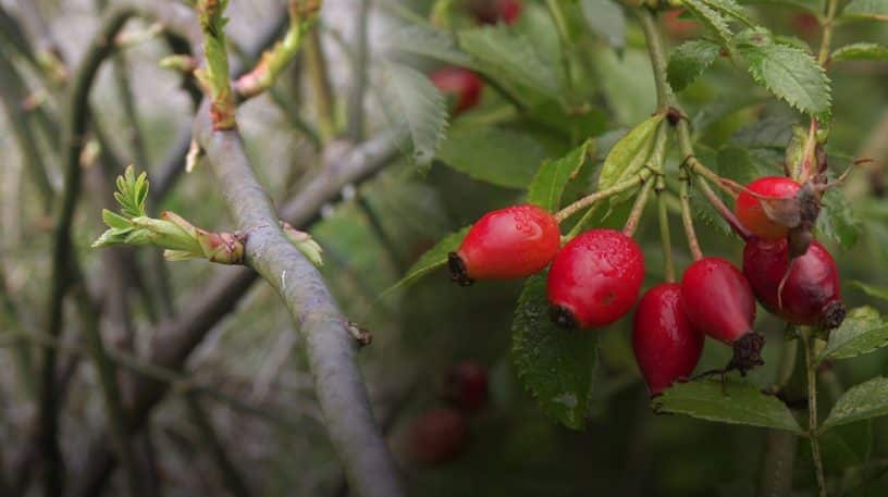 Rosier sauvage : bourgeons et cynorhodons