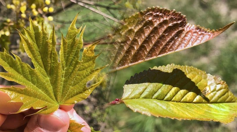 Erable et merisier : encore des feuilles à manger !