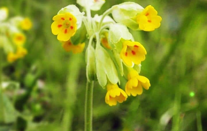 Primevère officinale : aromatique et médicinale