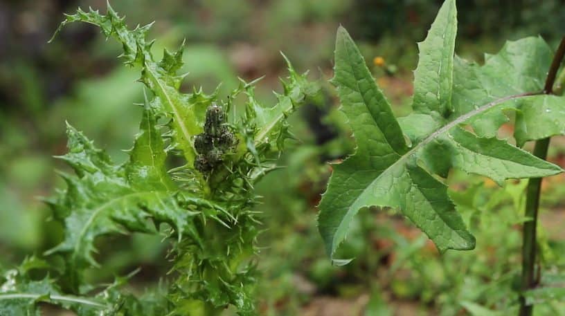 Laiterons : salades délicieuses