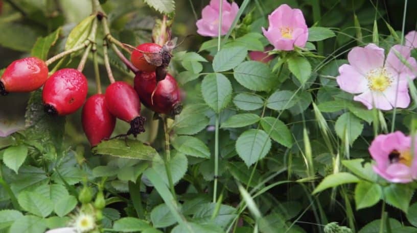 Rosier sauvage : fleurs délicates, fruits délicieux