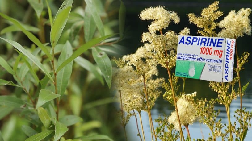 Saule et reine des prés : aspirine sauvage