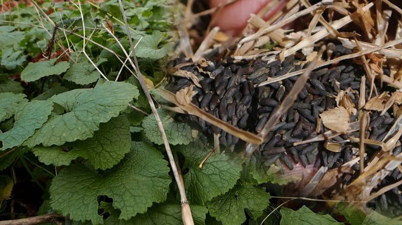 L'alliaire : légume et condiment sauvage