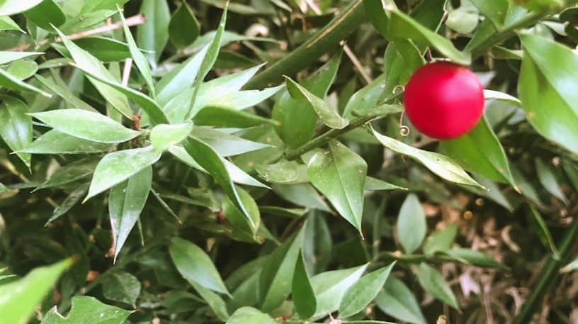 Fragon petit-houx, tonique veineux