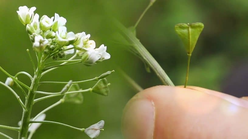 Bourse à pasteur : plante hémostatique