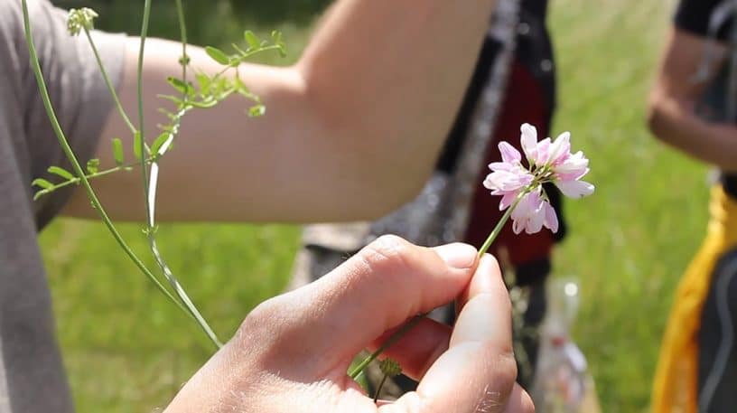 Coronille variée : toxique de la famille du petit pois