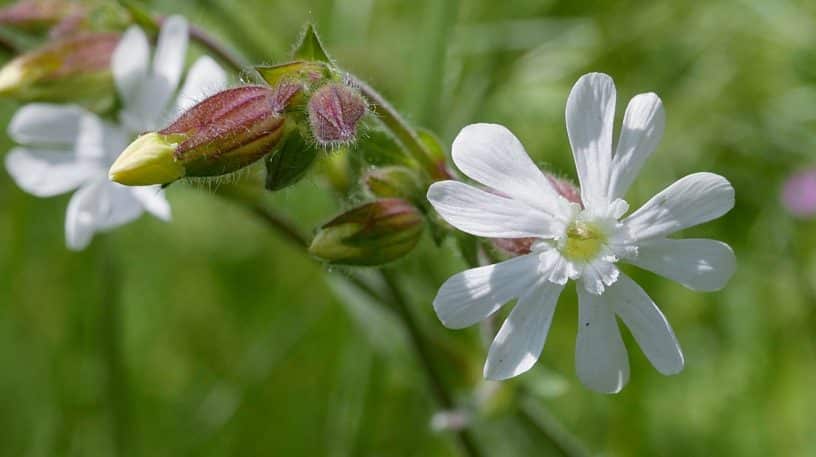 Le compagnon blanc en déco salade