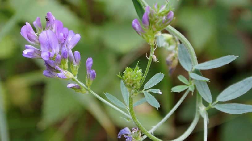 Luzerne cultivée : engrais vert et comestible