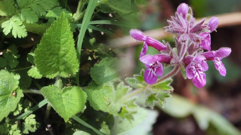 L'épiaire des bois : un velouté au goût de cèpe