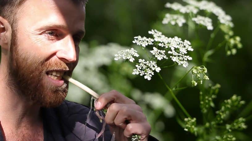 Cerfeuil des bois ou grande cigüe ?