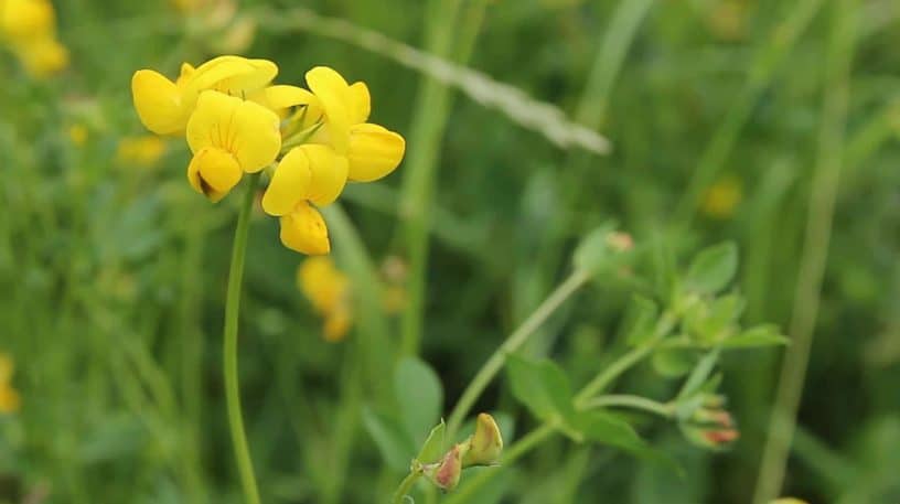 Le lotier corniculé : apaisante Fabaceae