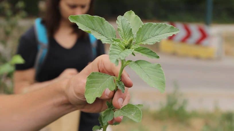 L'amarante, une plante sauvage délicieuse !