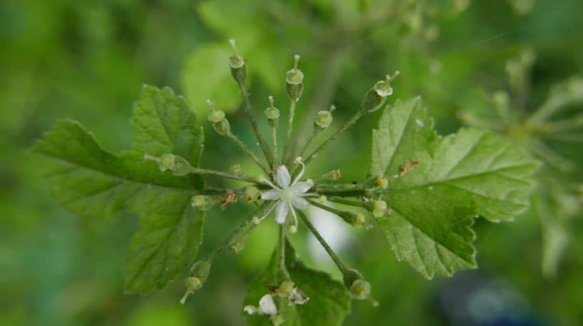 ÉVOLUTION DES PLANTES SUR TERRE