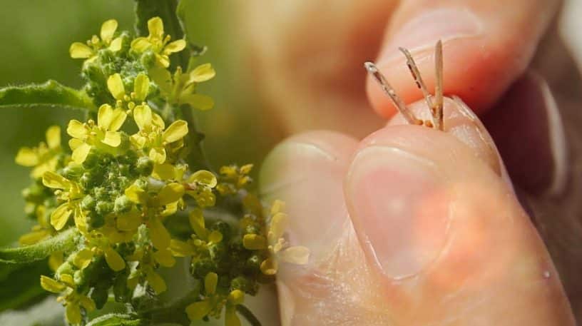 Graines de sisymbre : moutarde sauvage !