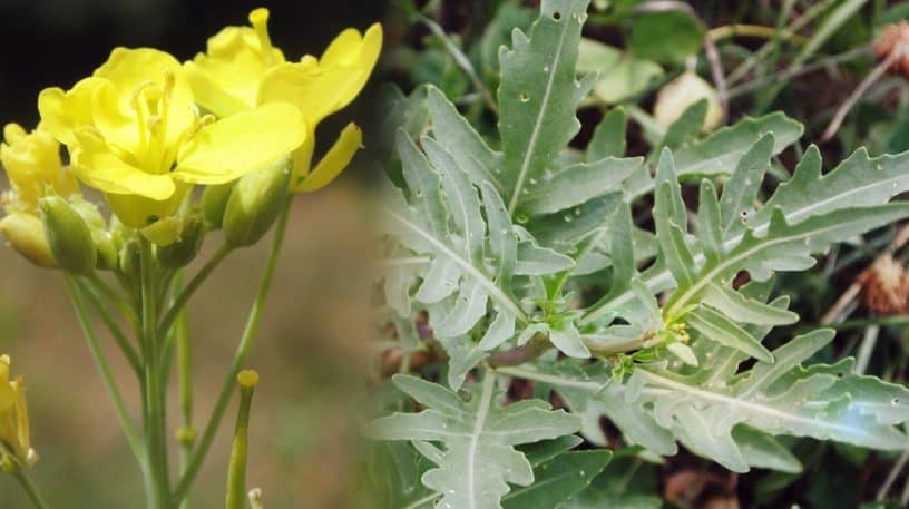 Un régal de roquette sauvage