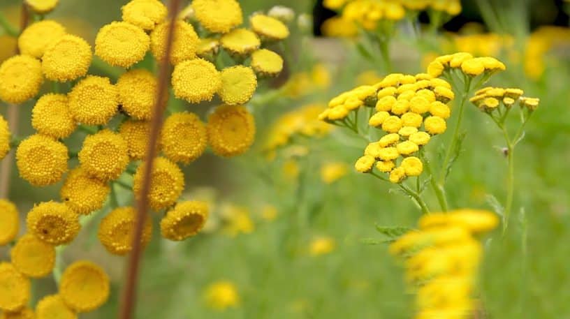 Délicieuse tanaisie aromatique