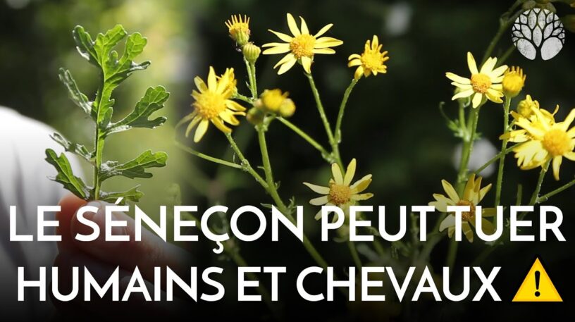 Séneçon de Jacob : envahissante et toxique !